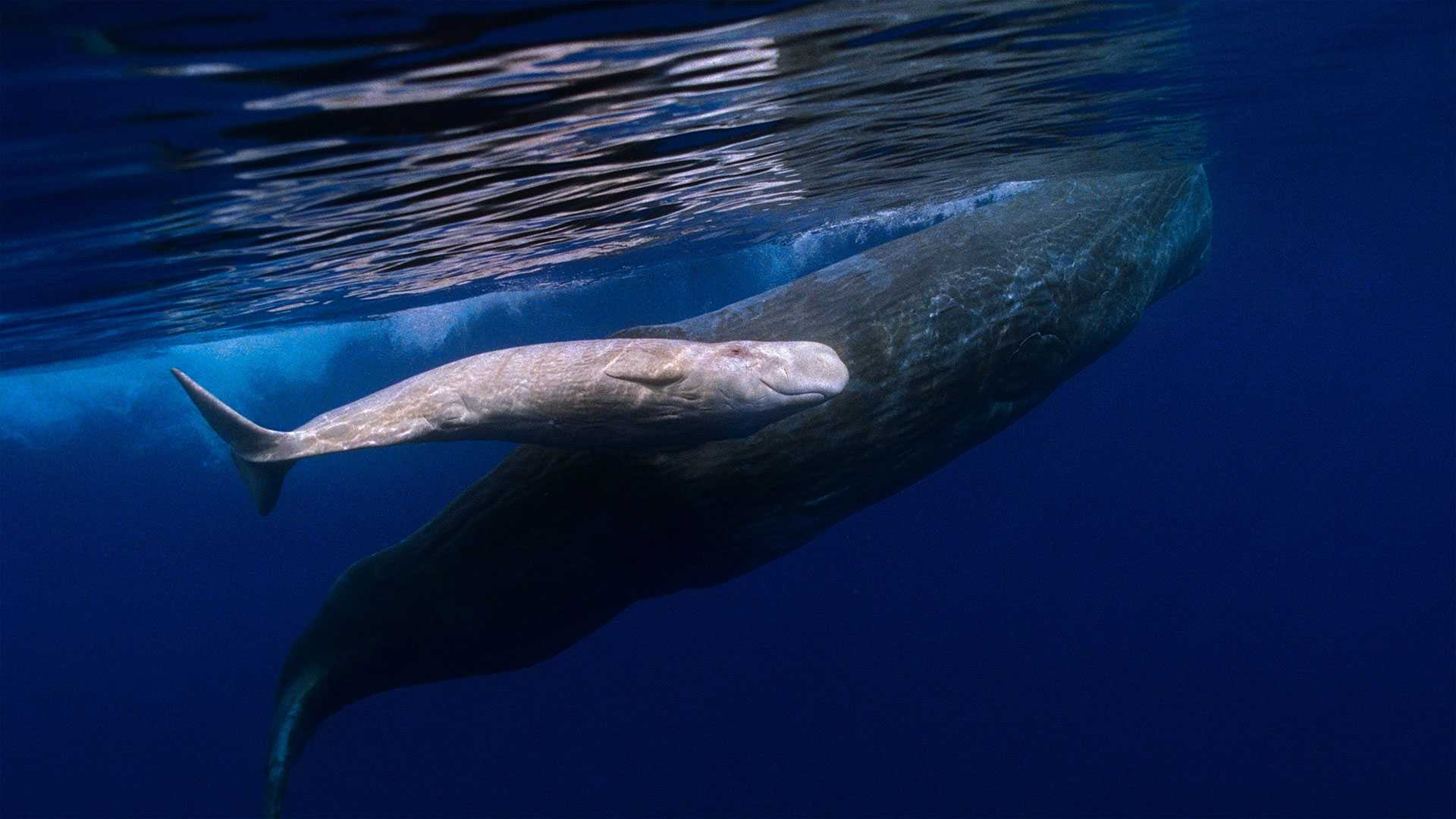 Two whales swimming.