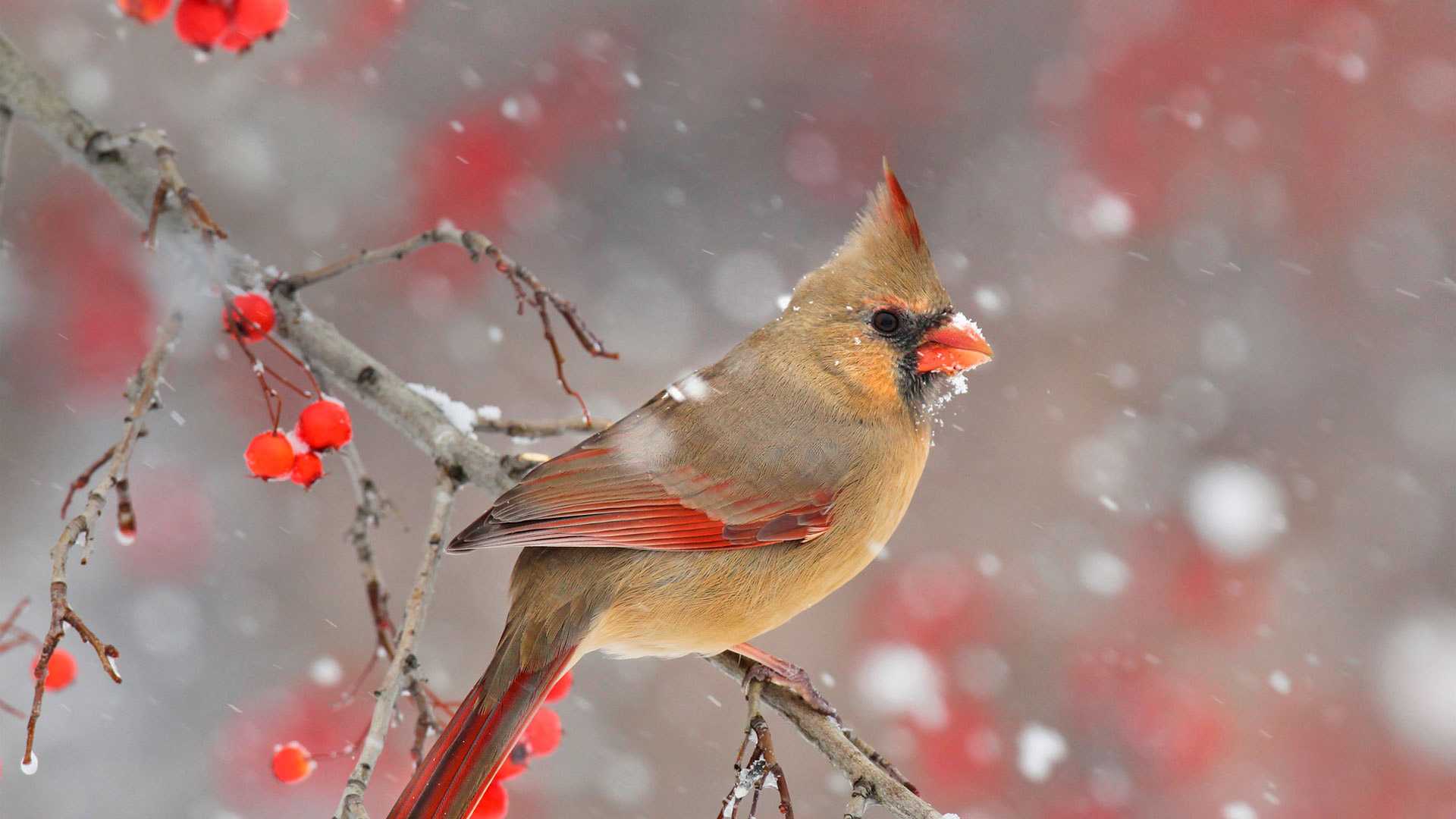 A cardinal on a snowy branch.