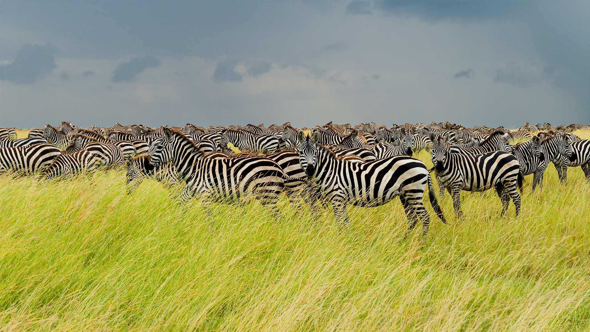 A herd of zebra.