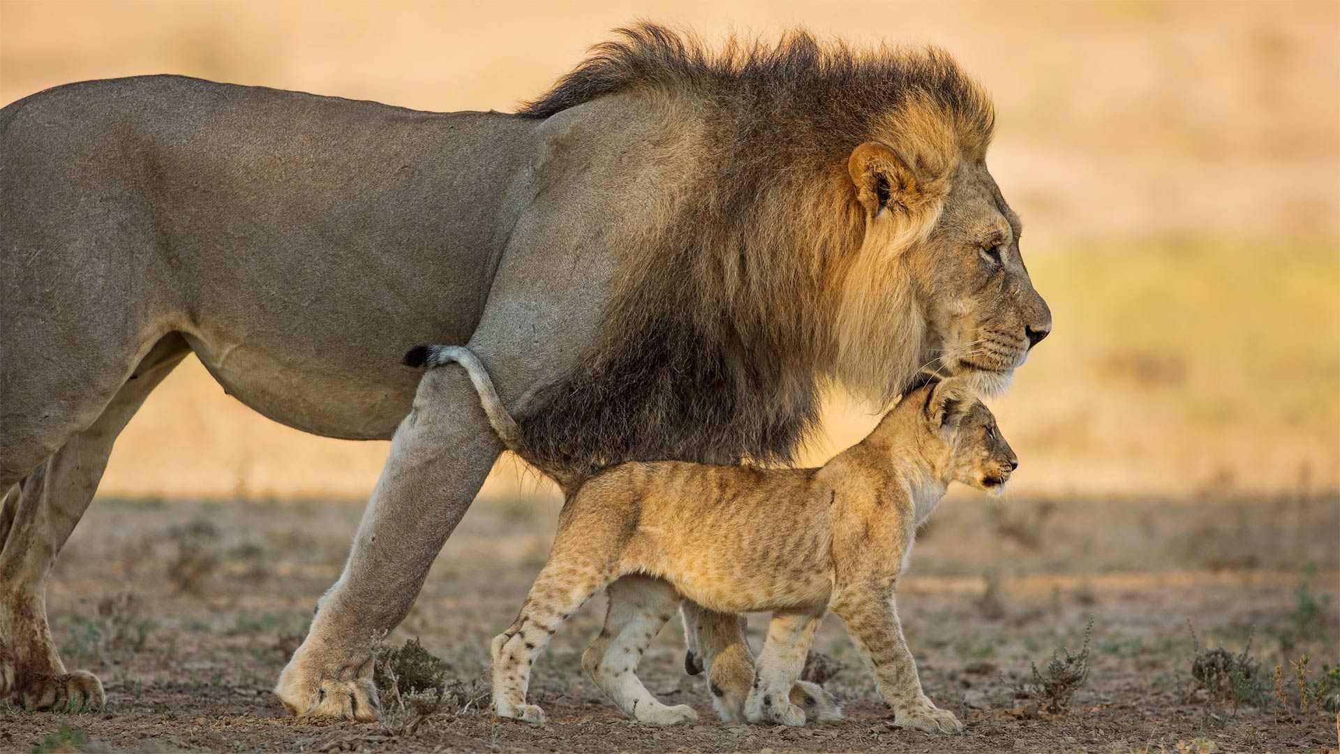 A lion and cub.