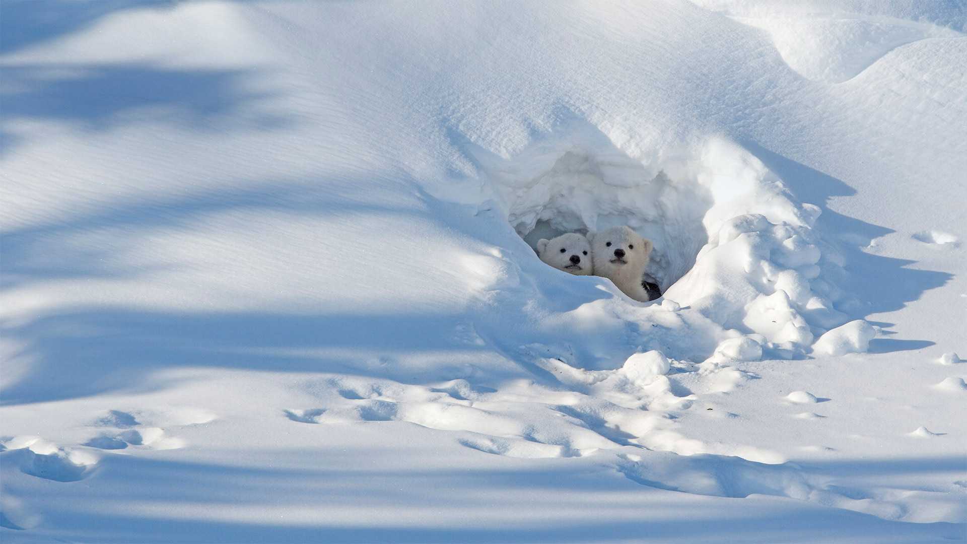 Two polar bear cubs.