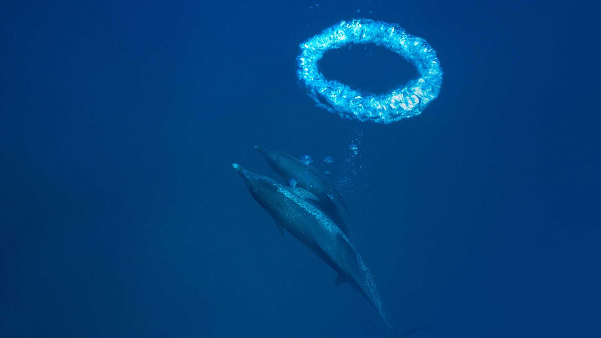 Two dolphins with bubbles.