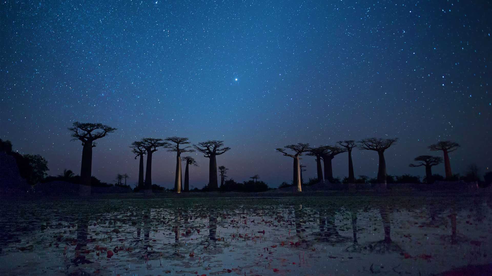 Morondava Baobab.