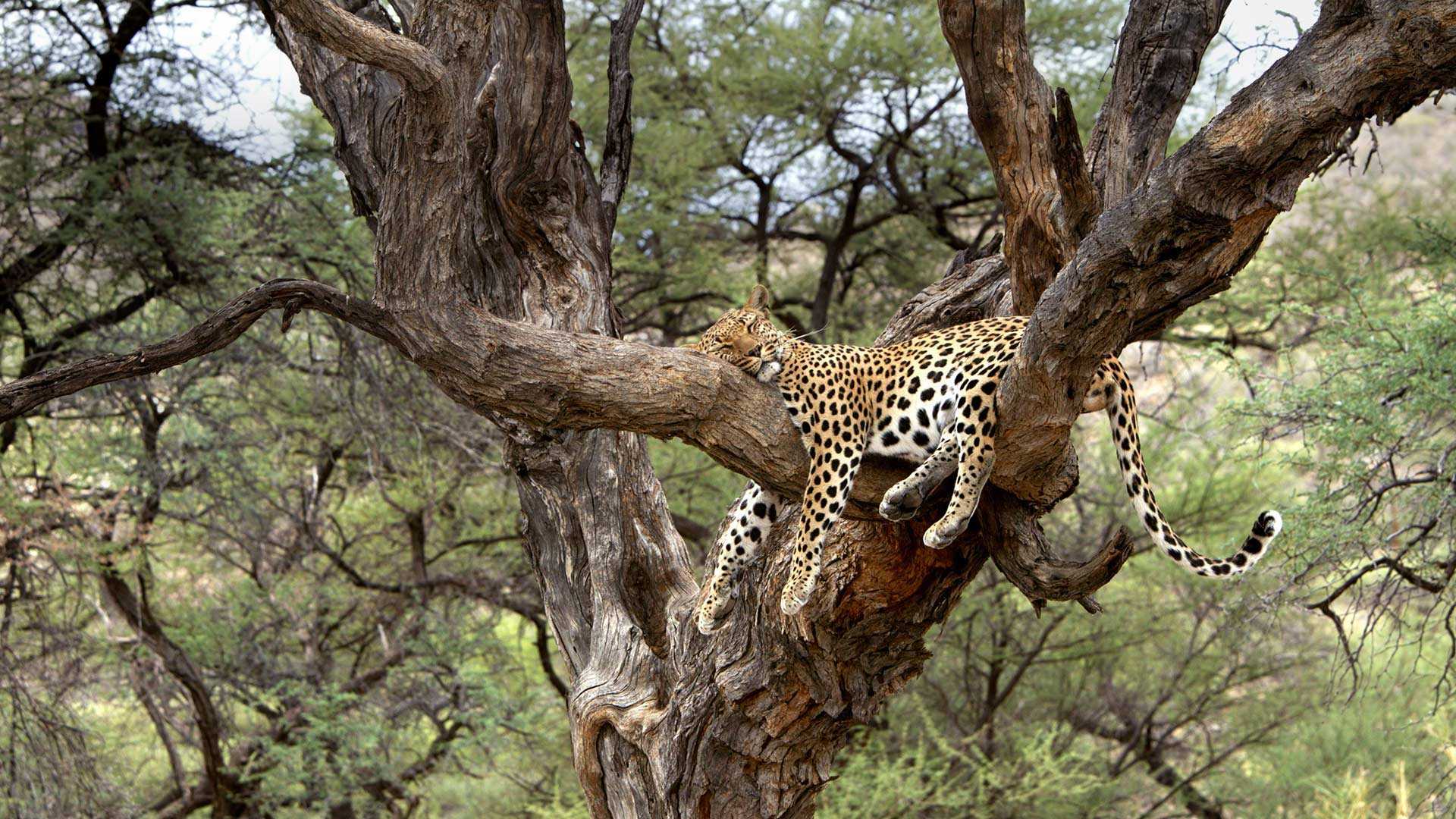 A leopard lounging in a tree.