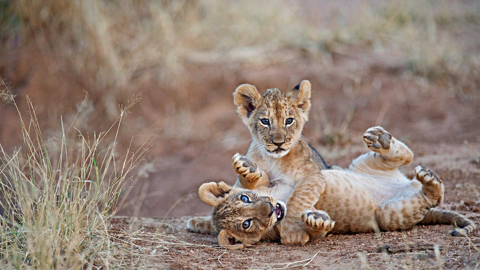 Two lion cubs.